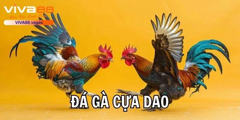 Đá Gà Cựa Dao VIVA88 – Điểm Hẹn Chọi Gà Online Uy Tín