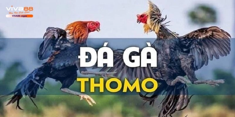Đá Gà Thomo – Trải Nghiệm Chọi Gà Đỉnh Cao Tại Viva88